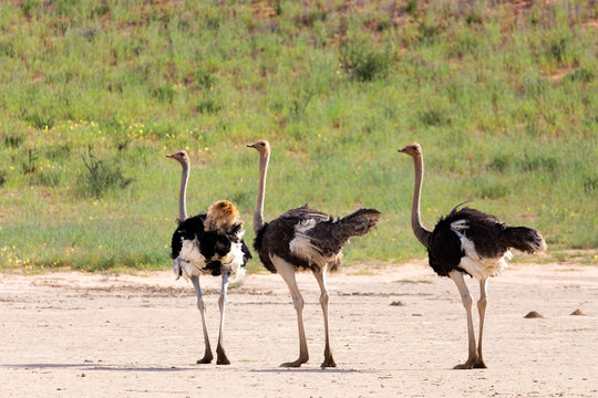 Ostrich, in Kalahari,South Africa wildlife safari
