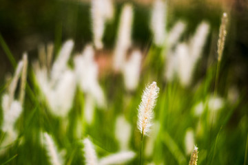 best image of timothy grass used as wallpaper or website cover