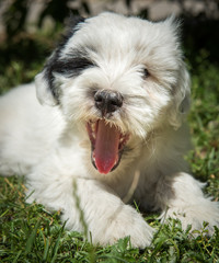 funny Tibetan Terrier puppy is smiling on nature