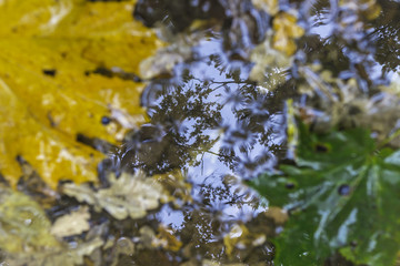 Autumn leaves in a puddle. Reflections in the water. Blurred picture. Blurred autumn leaves in a puddle.