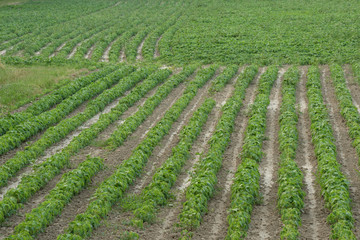 Fototapeta na wymiar green beans field 