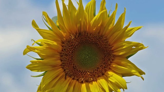Close up of sunflower and zoom out to a field of blooming sunflowers