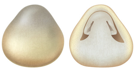 Volvariella volvacea or straw mushrooms. Vector illustration.