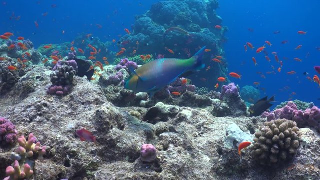 colorful parrotfish eats hard coral - Red Sea, caridae
