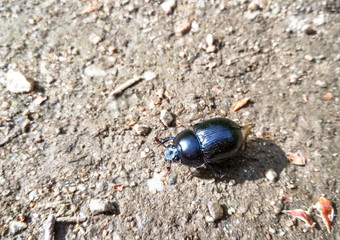 Close-up of a dung beetle on gray ground in the forest.