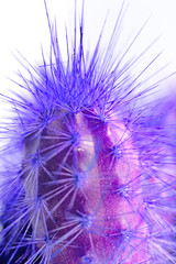 Naklejka premium Plano detalle de cactus en tonos morados y purpuras.Imagen surrealista de cactus