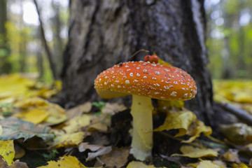 Toadstool, close up of a poisonous mushroom in the forest with copy space