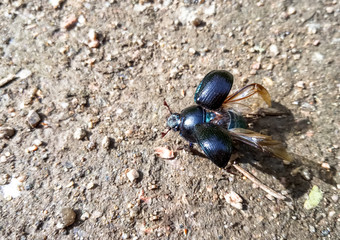 The beetle spread its wings to fly. Close-up of a dung beetle on gray ground in the forest.