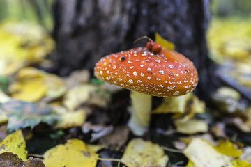 Toadstool, close up of a poisonous mushroom in the forest with copy space