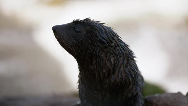 Close up wet New Zealand Fur Seal pup on coast beside ocean