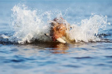 Foto op Canvas american pit bull terrier diving in water © otsphoto
