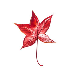 Autumn leaf - Sweet gum. Autumn maple leaf isolated on a white background. Watercolor illustration.