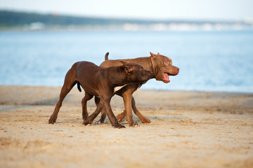 two american pit bull terrier dogs playing on the beach together