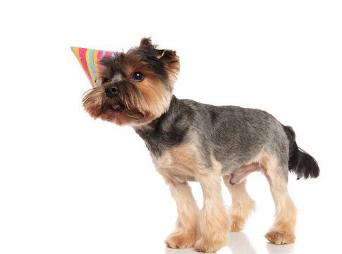 side view of cute birthday yorkshire terrier looking to side