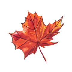Autumn leaf - Sugar maple. Autumn maple leaf isolated on a white background. Watercolor illustration.
