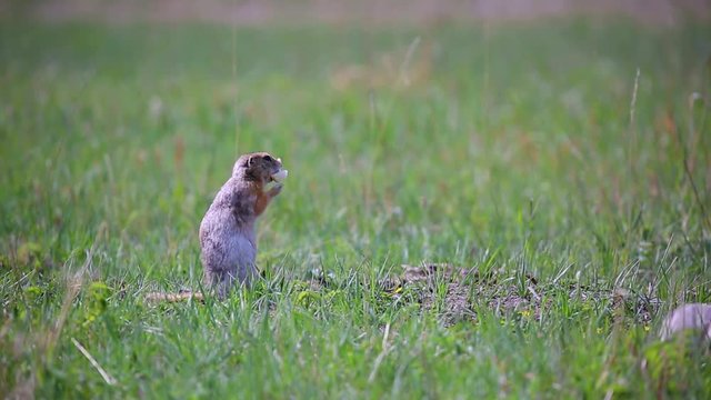Two gophers running in the grass.One of them eats bread