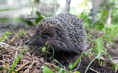 The hedgehog among the grass on a summer day