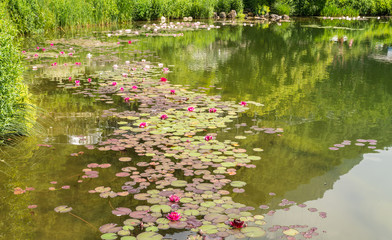 Nymphaea ( water lilies) - waterlily , Aquatic vegetation, water plants.