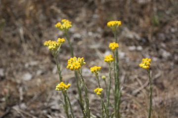 Macro yellow plant