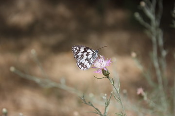 black and white butterfly
