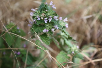 small steppe mint