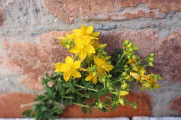 Yellow St. John's wort flowers