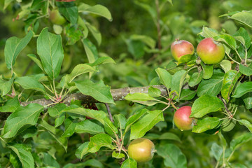 Äpfel auf Apfelbaum