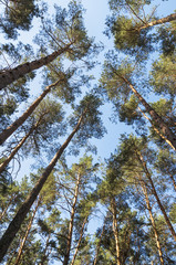 A view from bottom of tall coniferous trees in the park; Looking up in pine forest treetops on sunny day; Wide angle background