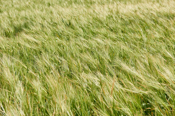 young wheat field as background, bright sun, beautiful summer landscape