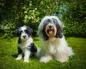 Tibetan Terrier dog and puppy