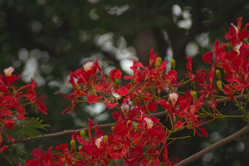Fototapeta premium Peacock flowers ,Delonix regia in blossom