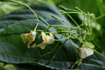 yellow,small flowers of Impatiens parviflora wild plant close up
