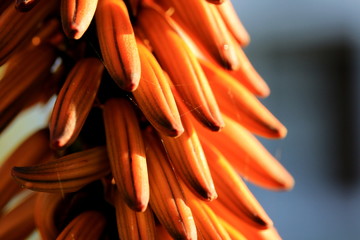 Close-up Aloe flower