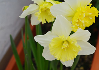 Obraz premium Flores amarilla y blanca