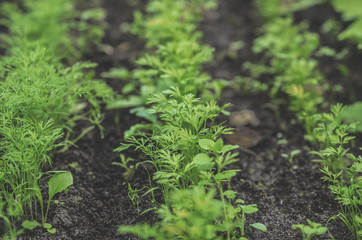 Earthen beds with edible greens
