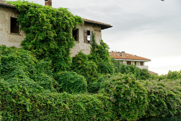 Fototapeta na wymiar Evergreen ivy growing on brick wall of old house