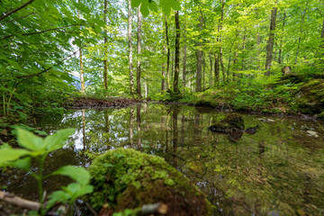 Kleiner Bach im Wald