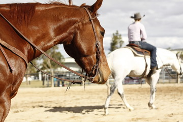 Fototapeta na wymiar local farmers riding their quaterhorses, competing at a cutting horse, futurity event in rural new south wales, Australia
