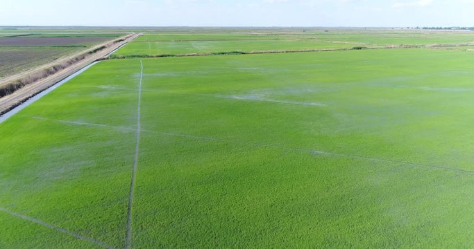 Rice meadows, plantations. Aerial photography is a beautiful panorama of a rice field.