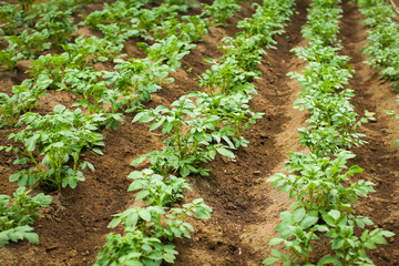 Fototapeta na wymiar close up Rows of growth green potato at early summer in selective focus