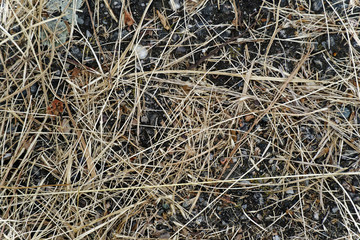 Dry straw grass background, hay texture after havest.