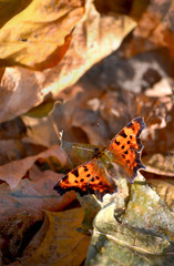 butterfly with brown wings and black heels sits on a dried leaf
