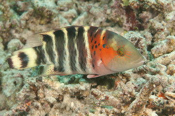Red-breasted wrasse ( Cheilinus fasciatus )swimming over corals of  Bali , Indonesia