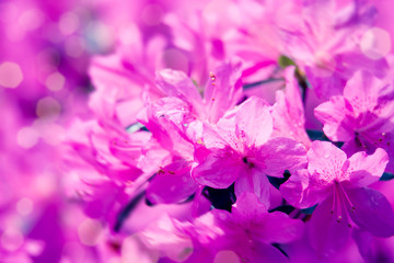 Fototapeta na wymiar Artistic natural background with beautiful pink flowers. Fantastic nature background.