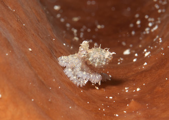 White-V octopus (Abdopus sp.) juvenile resting  on coral of Lembeh strait
