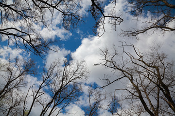Trees against the sky