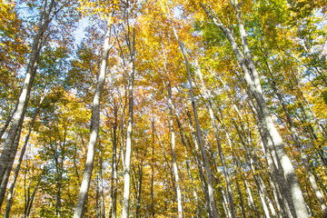 Beech forest, Niigata, Japan
