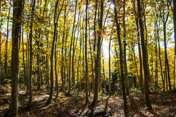 Beech forest, Niigata, Japan