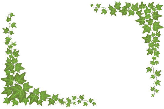 Decorative green ivy wall climbing plant vector frame