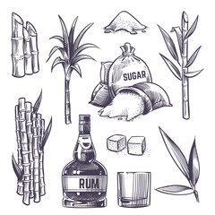 Hand drawn cane leaves, sugar plant stalks, sugarcane farm harvest, glass and bottle of rum. Vector set in vintage engraving style